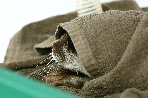 Otter Peeks Out from Under a Towel