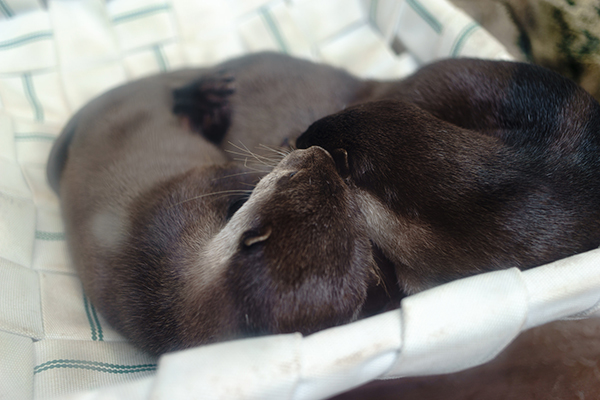 Otters Cuddle Up on Their Hammock