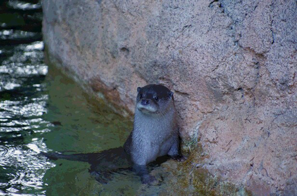 Otter Takes a Little Break from Swimming