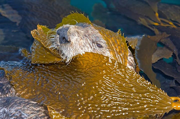 Sea Otter Snuggles Up in Some Kelp