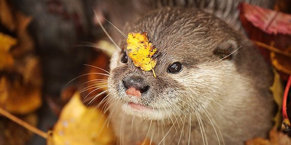 Hey Otter, You Have a Leaf on Your Face