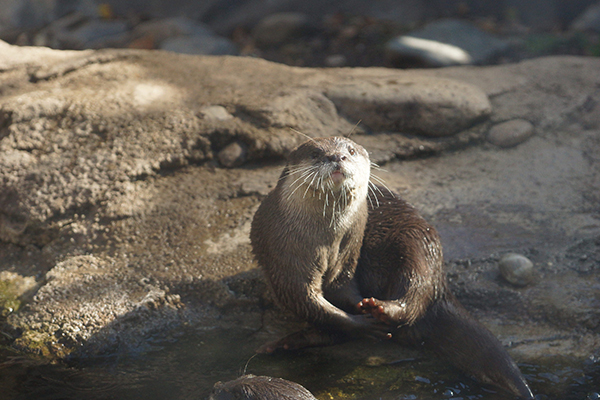 Otter Works on Her Pedicure