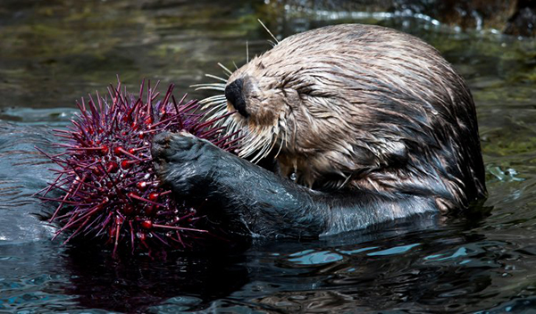 Sea Otter Enjoys a Spiky Sea Urchin