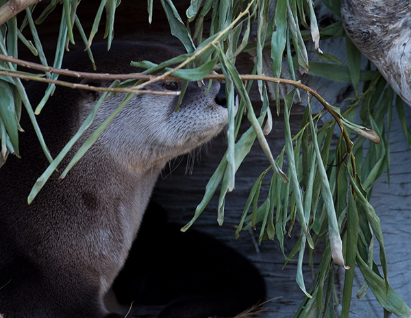 Otter Holds a Stake Out Under Cover of Branches