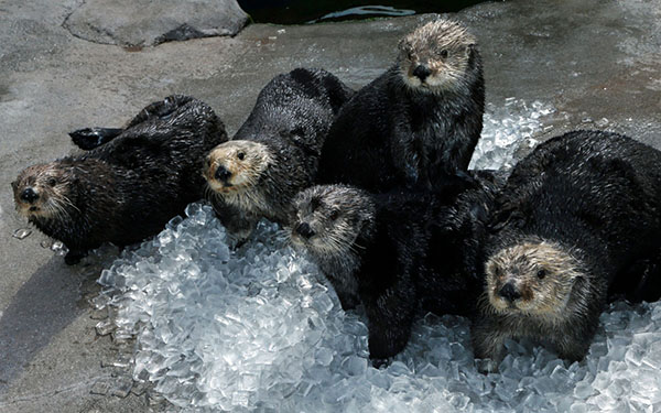 Sea Otters Lounge in an Ice Pile