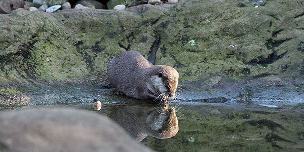 Narcissus Has Been Reincarnated as a Little Otter