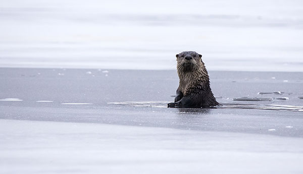 Otter Emerges from a Hole in the Ice