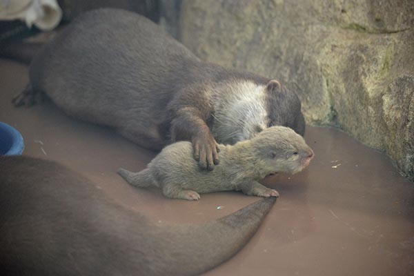 Mother Otter Dotes on Her Pup