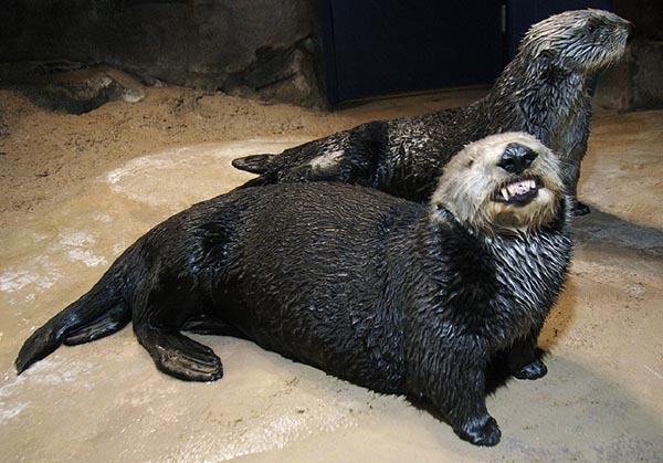 I Know You're Smiling for the Camera, Otter, But It's a Little... Unsettling