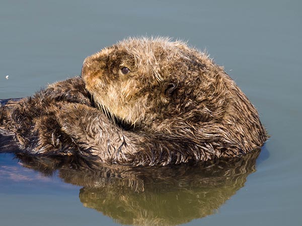 Sea Otter Curls Up Tightly for Some Grooming