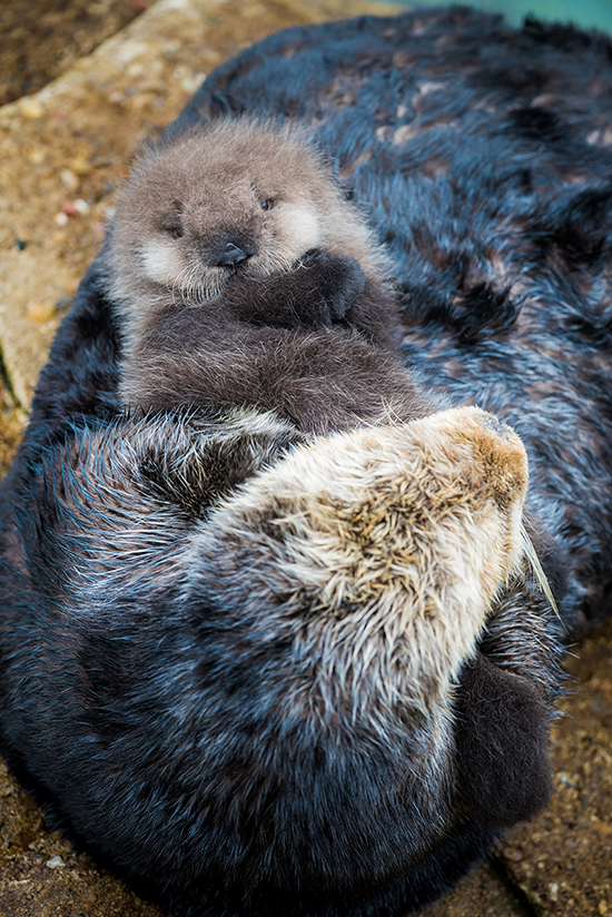 Wild Sea Otter Born in Monterey Bay Aquarium's Great Tide Pool!