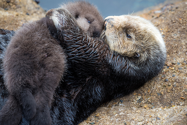 Wild Sea Otter Pup Born in Monterey Bay Aquarium's Great Tide Pool! 2