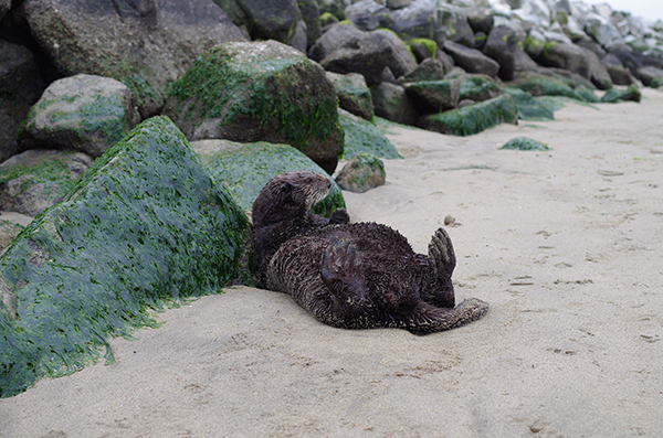 Sea Otter Sunbathes on the Beach