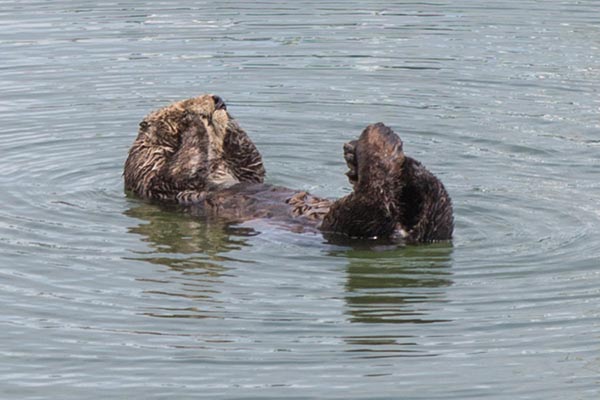 Sea Otter Scrubs Up 1