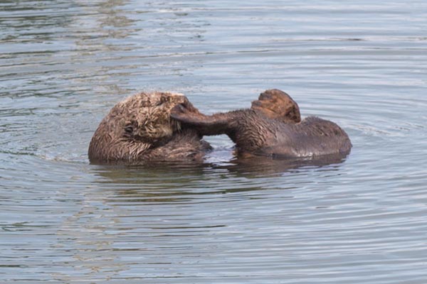 Sea Otter Scrubs Up 2