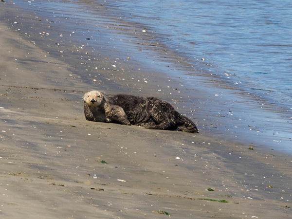 Sea Otter Poses During a Photoshoot for the Sports Illustrated Otter Issue