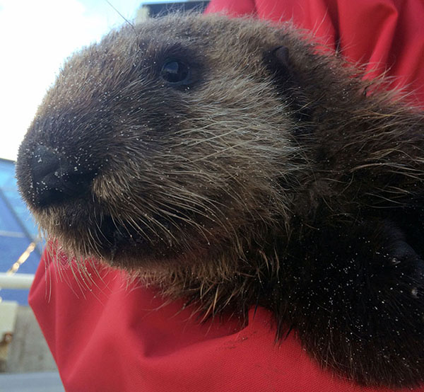 Sea Otter Pup Rescued by Monterey Bay Aquarium