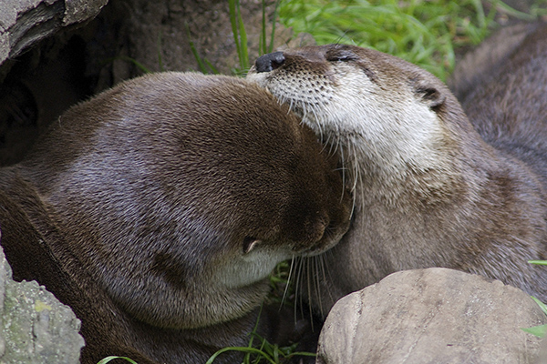 Nothing Better Than a Nuzzle with a Significant Otter