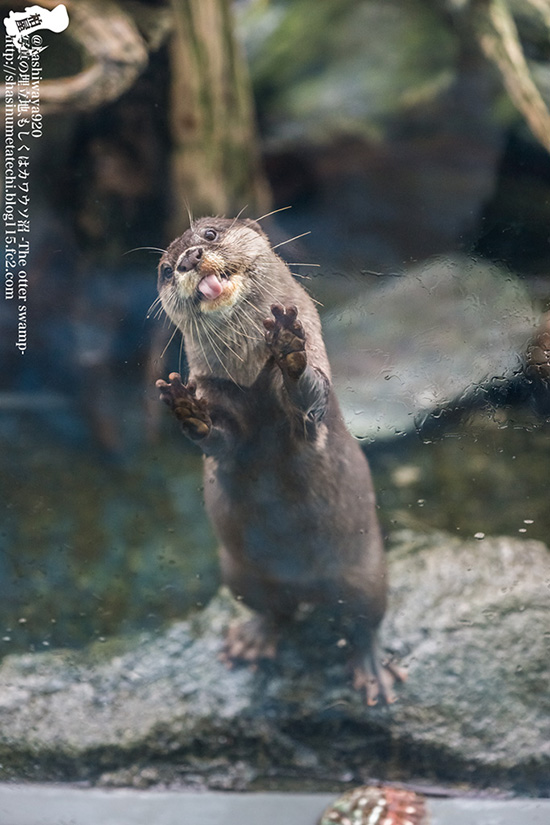 Little Otter, I Don't Think That Glass Is Going to Taste Very Good