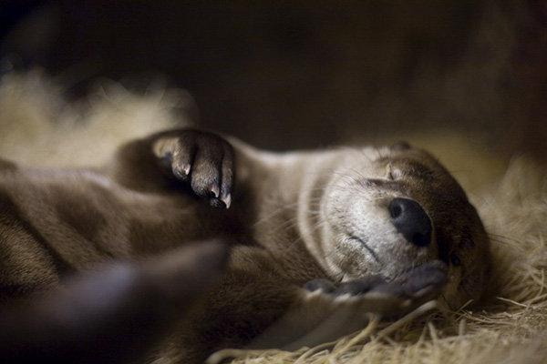 Shh! Otter Is Fast Asleep!