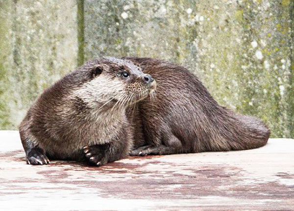 Otter Looks Like He's Being Called