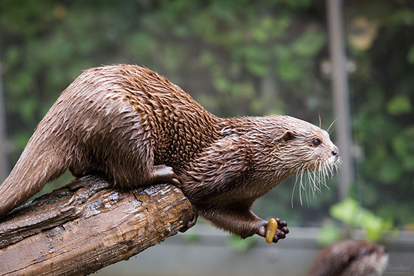 Otter Prepares to Test His Gravity Hypothesis by Dropping a Rock from a Perch