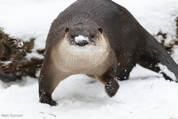 Otter Is Ready for a Snowball Fight
