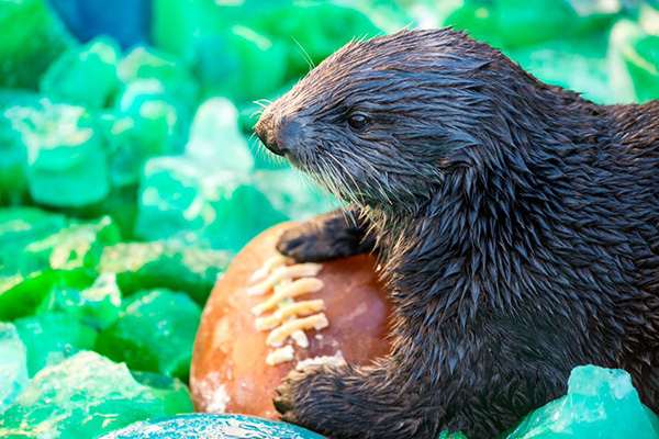 Sea Otter Gears Up for the Super Bowl with a Tasty, Icy Ball