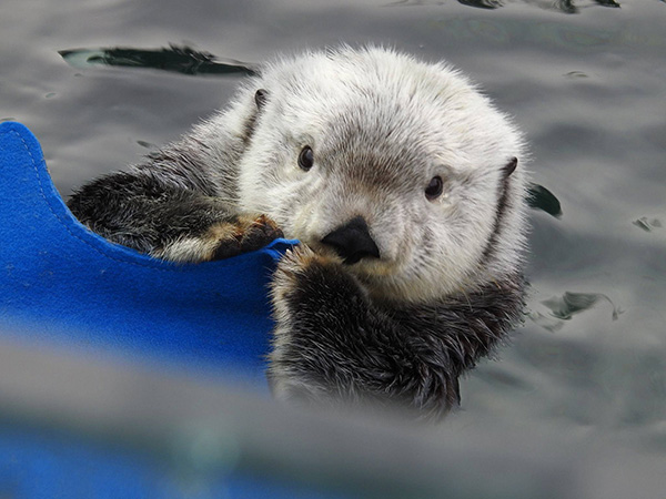 Sea Otter Elfin Gets Cozy with a Felt Cutout