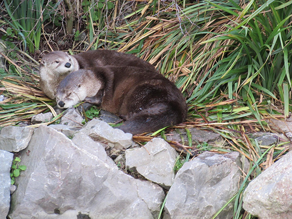 Otter Takes a Nap Under Her Friend's Watchful Eye