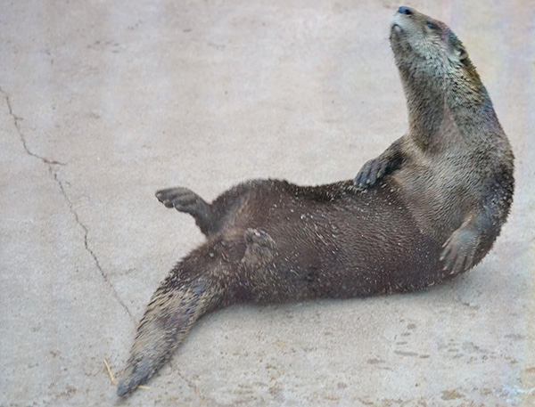 Otter Is Determined to Complete This Situp