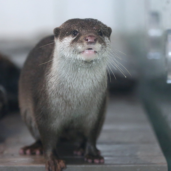 Don't Worry, Little Otter, There Are Plenty More Fish at the Aquarium