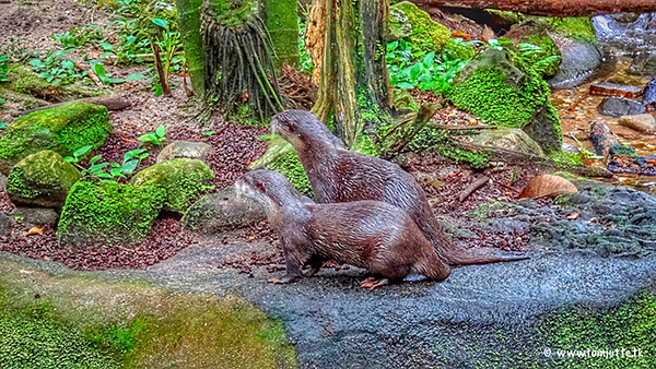 Otters Leisurely Tour Their Mossy Enclosure