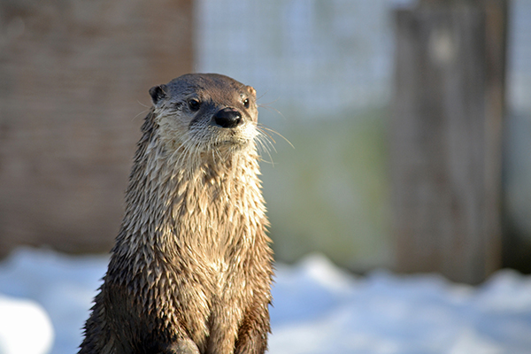 Stoic Otter Remains Stoic Even with the Fresh Snow