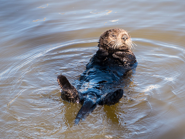 Sea Otter Gives the Photographer the Side-Eye