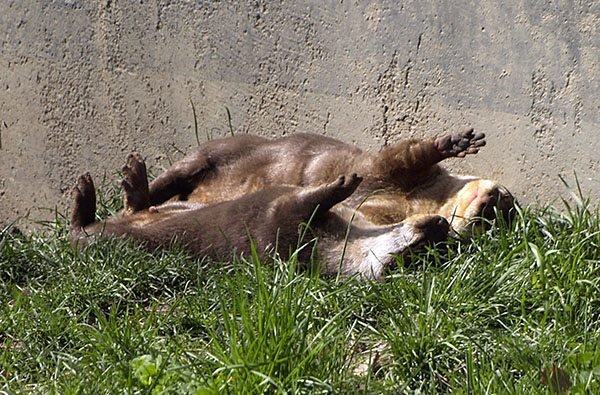 Otters Sun Their Bellies