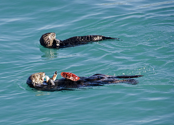 Sea Otters Enjoy a Fresh Catch