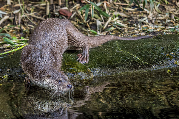Otter Slinks Into the Water