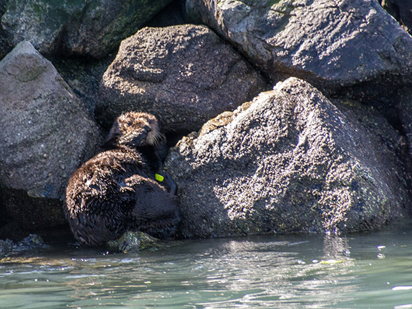 Sea Otter Exhibits Little-Known Camouflage Powers