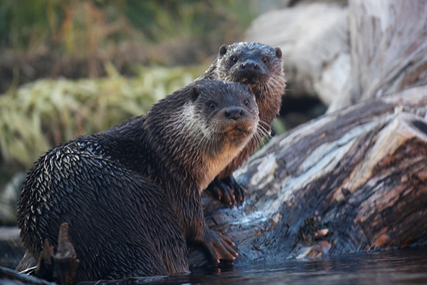 Otters Have Caught Human Eavesdropping!