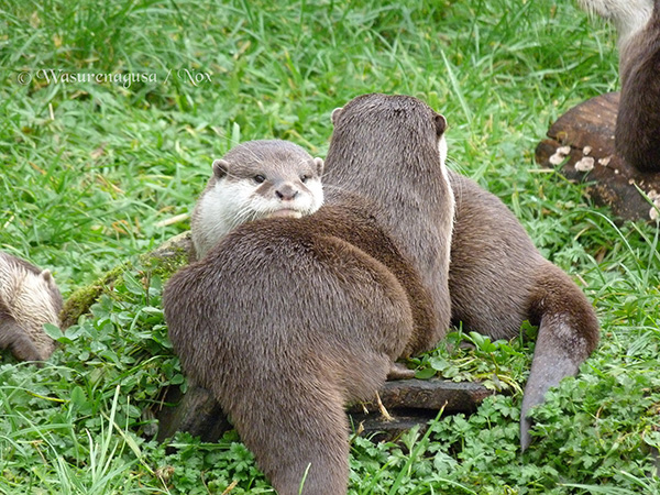 Otters Are Each Other's Chinrests