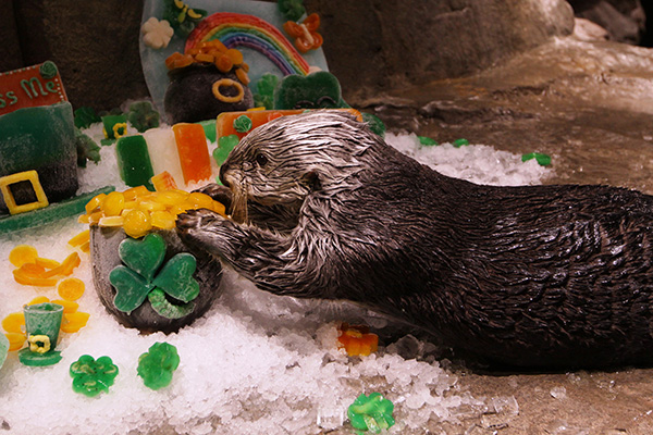 Sea Otters Get into the St. Patrick's Day Spirit 1