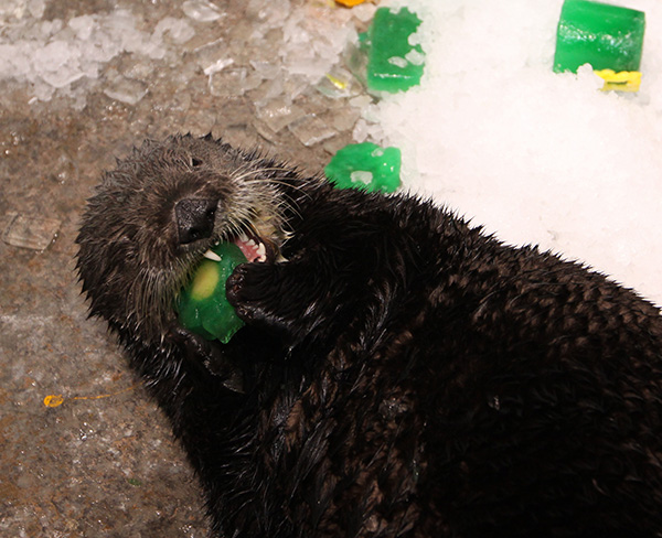 Sea Otters Get into the St. Patrick's Day Spirit 3
