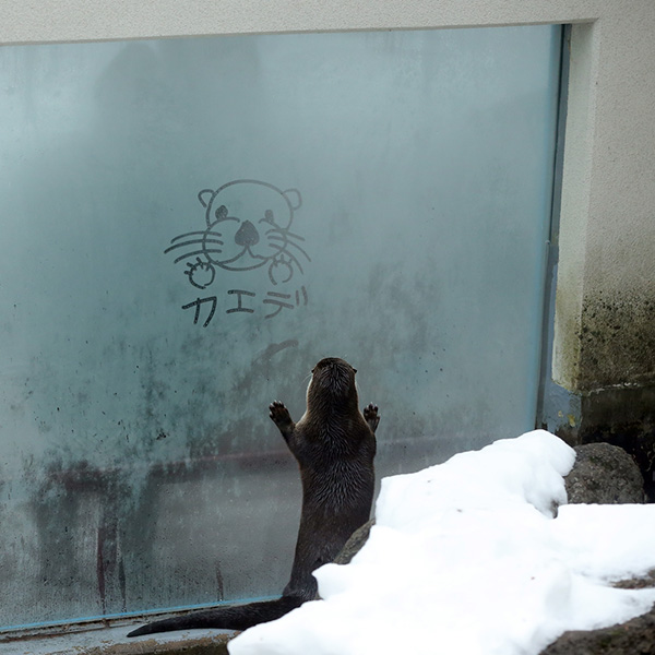 Otter Looks at a Message Written in a Frosty Window