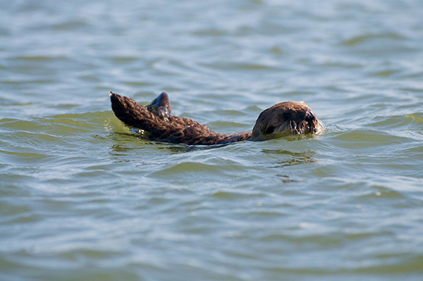 Protective Sea Otter Mother Reins in Her Curious Pup 1