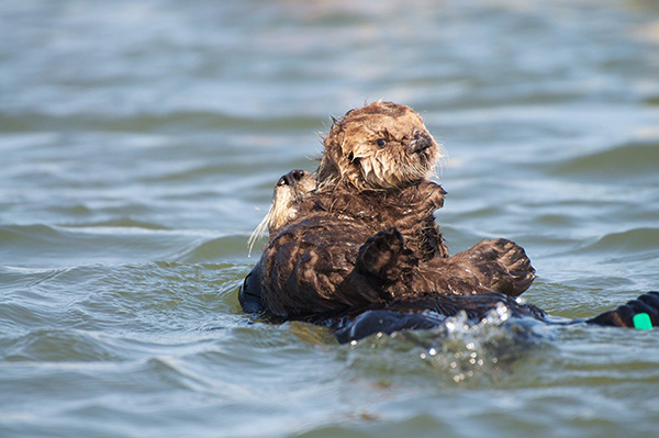 Protective Sea Otter Mother Reins in Her Curious Pup 2