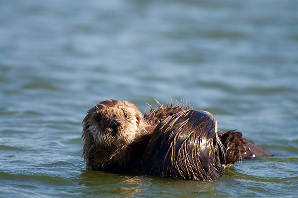 Protective Sea Otter Mother Reins in Her Curious Pup 3
