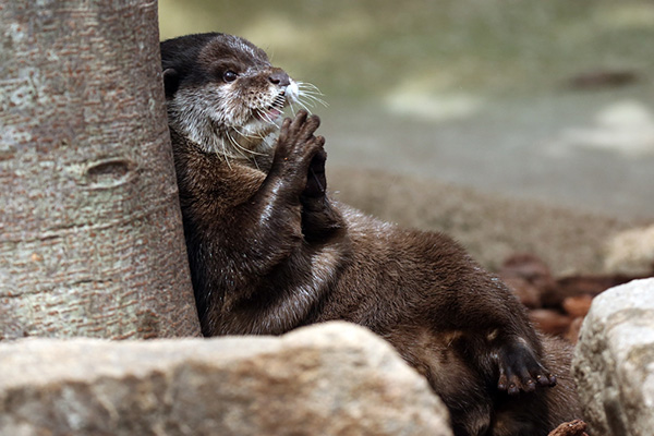 Otter Sits Under a Tree and Plots