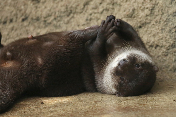 Otter Juggles with His Front AND Hind Paws!