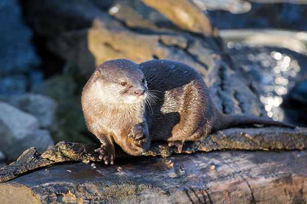 Otter Absentmindedly Juggles His Rock
